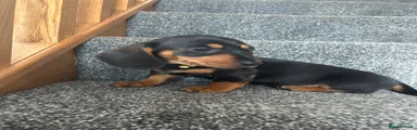 Miniature Dachshund Puppy 3