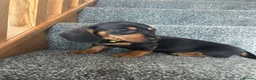 Miniature Dachshund dogs for sale: Beautiful Dachshund Puppies - Advert 3
