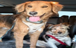 Mixed Breed dogs for adoption: Sweet Nathan Is looking for Love  - Image 20