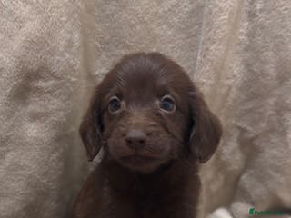 Labradoodle dogs Labradoodle Puppies (Miniature) - Advert 18