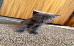 Mixed Breed cats for sale: Kittens for sale  - Image 2