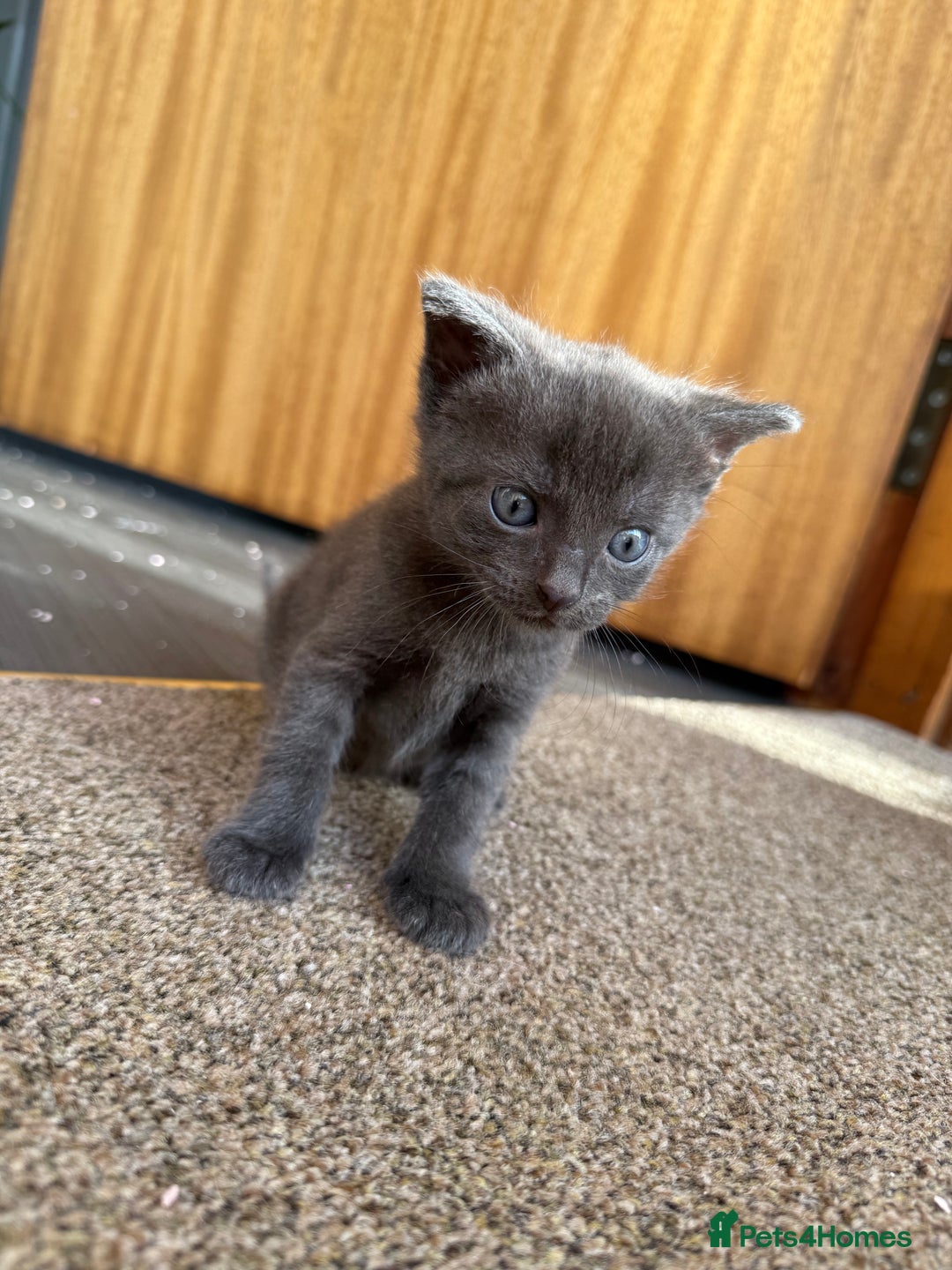 Mixed Breed cats for sale: Kittens for sale  - Image 2
