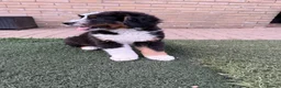 Bernedoodle dogs for sale: 2 gorgeous bernedoodle puppies available😍 - Advert 14