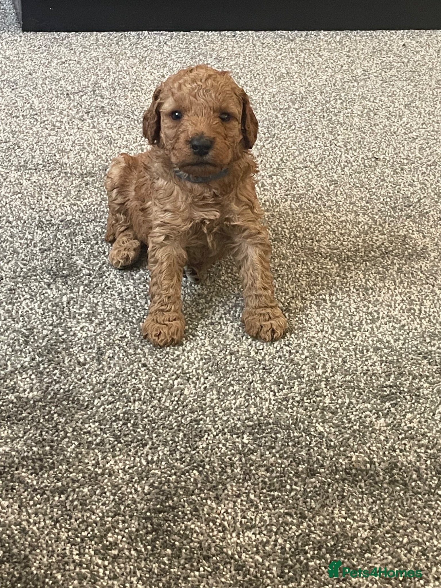 Mini Goldendoodle dogs Goldendoodle puppies  - Advert 2