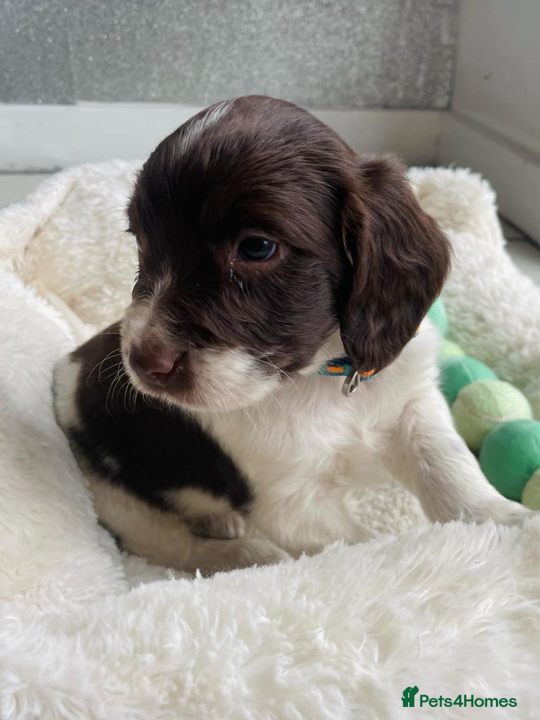 Sprocker dogs for sale: Stunning sprocker puppies  - Advert 8