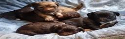 Chipoo dogs for sale: Chipoo puppy for sale - Advert 4