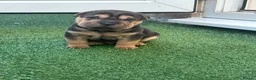 Shar Pei dogs for sale: Shar pei pups in Billingham - Advert 4