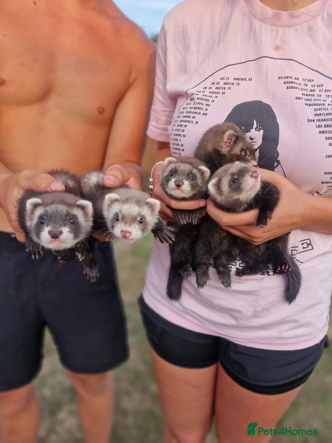 Ferret rodents for sale: Ferrets for sale - Advert 3