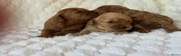 Mixed Breed dogs for sale: 🌟 MALTIPOO X COCKAPOO PUPPIES 🌟  - Advert 14