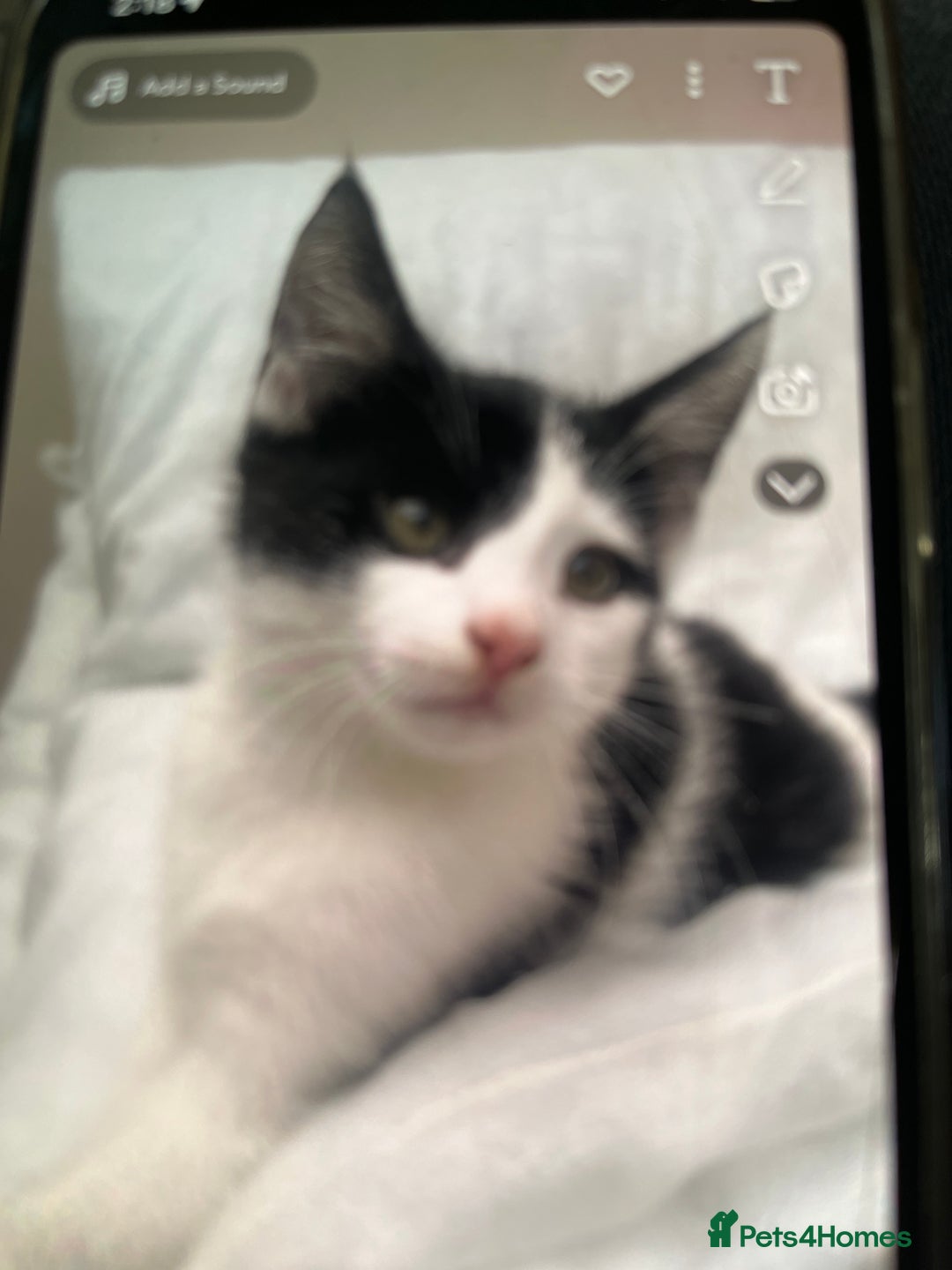 Domestic Shorthair cats for sale: 5 kittens available now  - Image 8