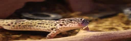 Leopard Gecko reptiles for sale: Jackie the leopard gecko !  in Portsmouth - Advert 3