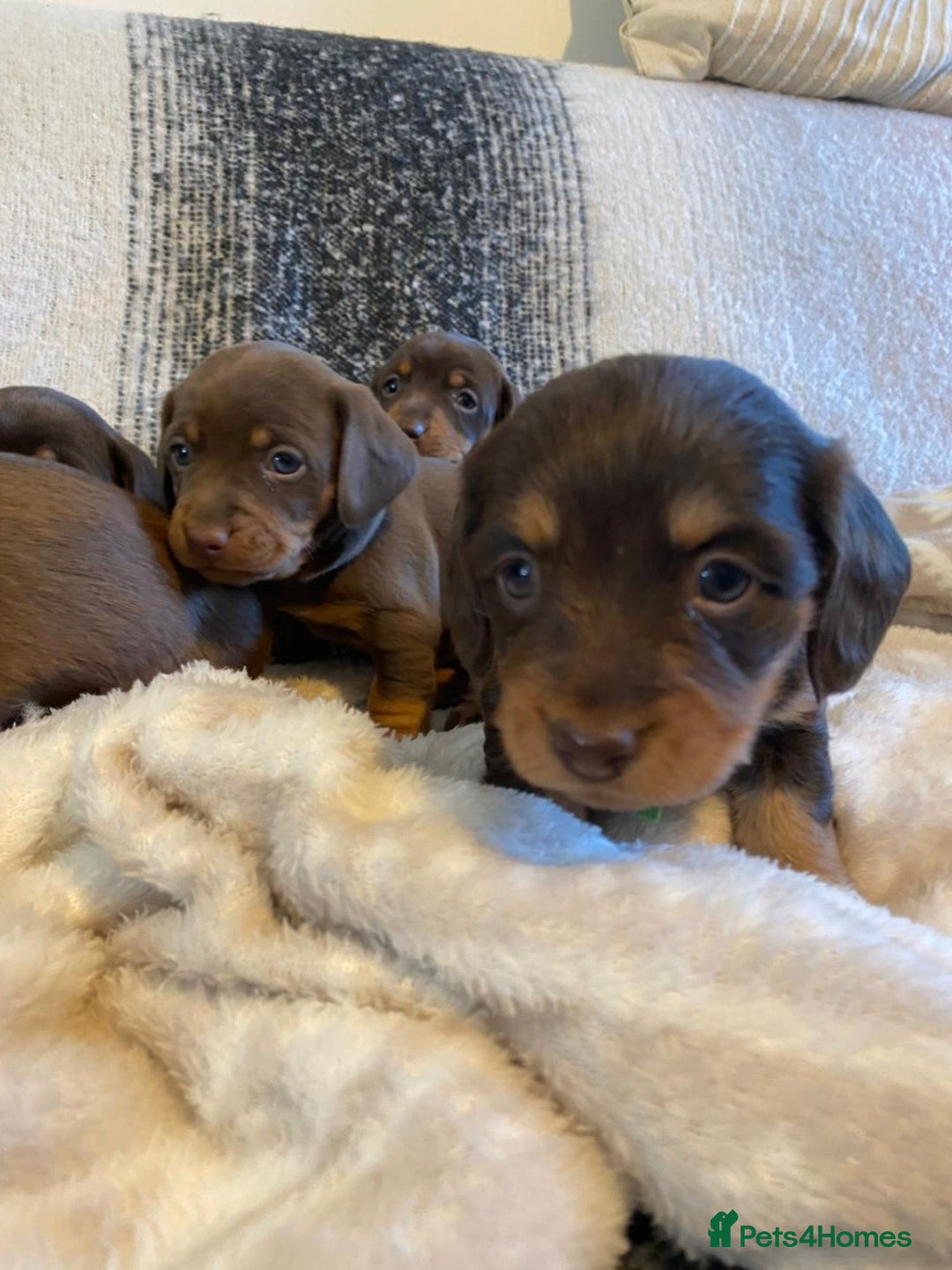 Miniature Dachshund dogs for sale: MOST GORGEOUS DACHSHUNDS - Advert 9