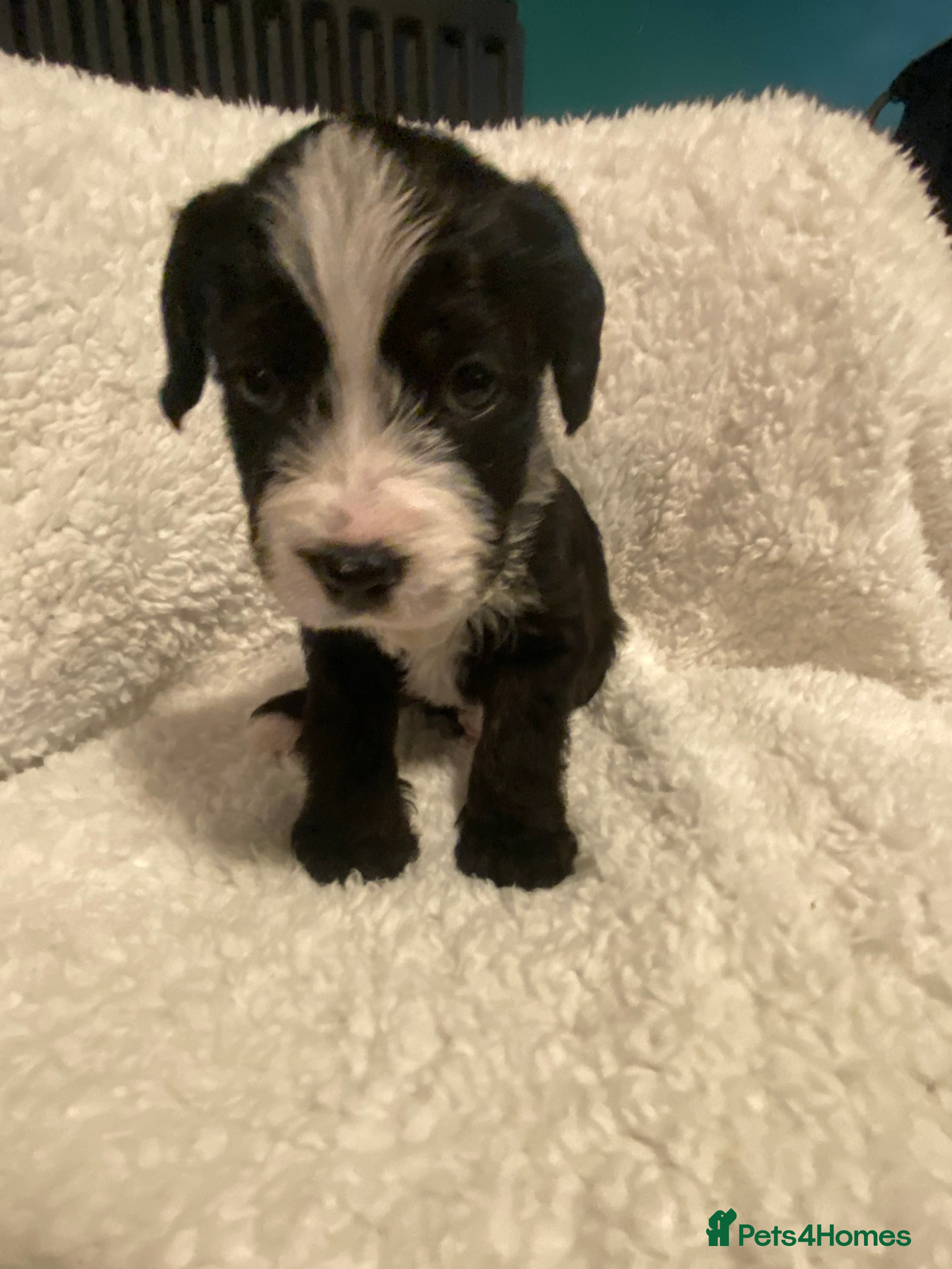 Mixed Breed dogs Staffypoos for sale - Advert 16