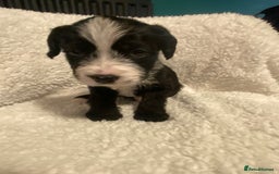 Mixed Breed dogs for sale: Staffypoos for sale - Image 25