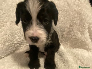 Mixed Breed dogs - Advert 3