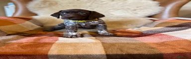 German Shorthaired Pointer 2