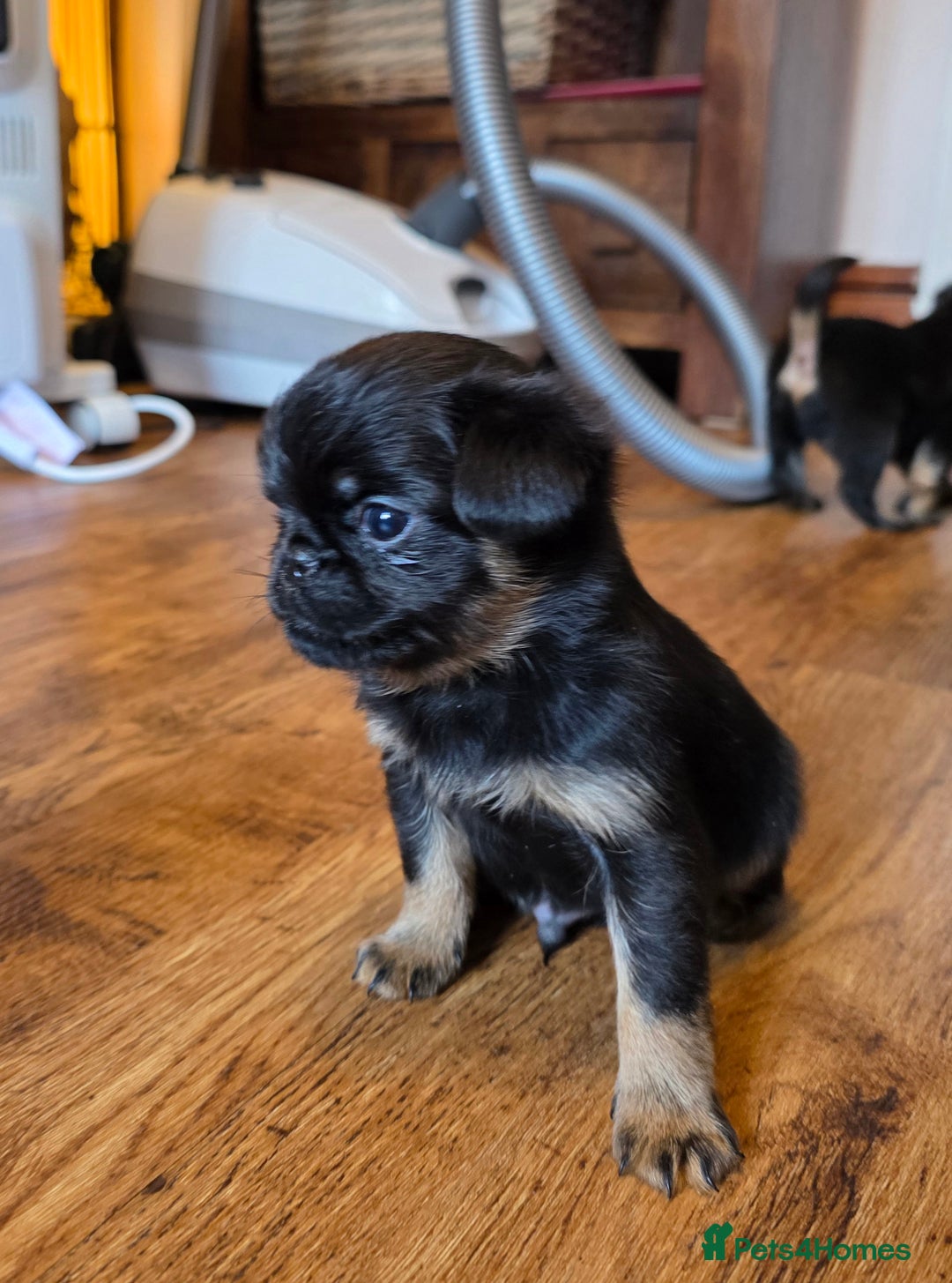 Griffon Bruxellois dogs for sale: KC Registered Rough Brussels Griffon  - Advert 27