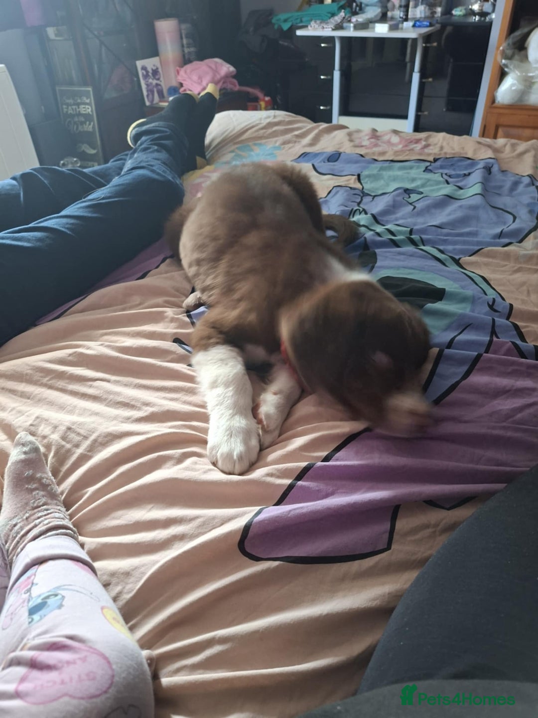 Border Collie dogs for sale: Border collie - Image 8