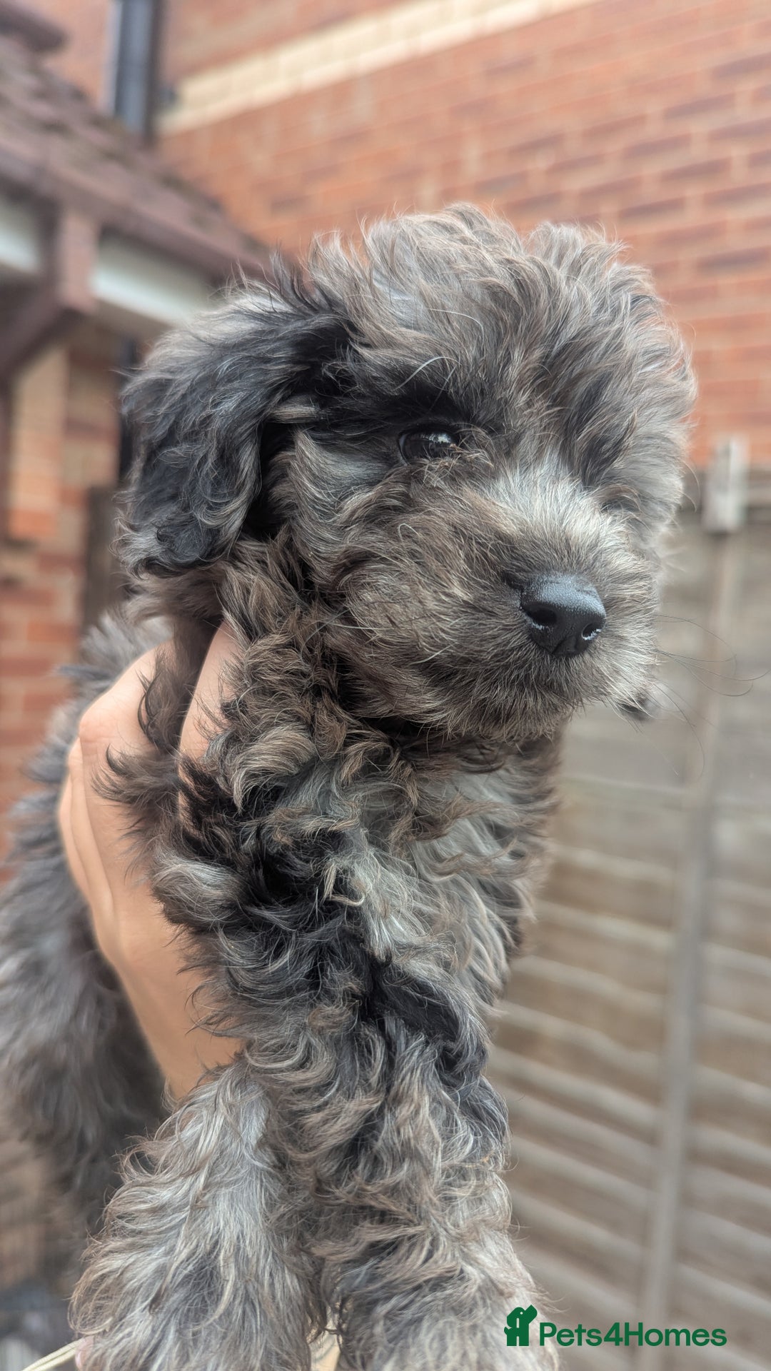 Cockapoo dogs for sale: Cockapoo Puppies (TOY) - Image 2