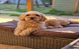 Cavapoo dogs for sale: Gorgeous Cavapoo puppies looking for forever home - Image 18
