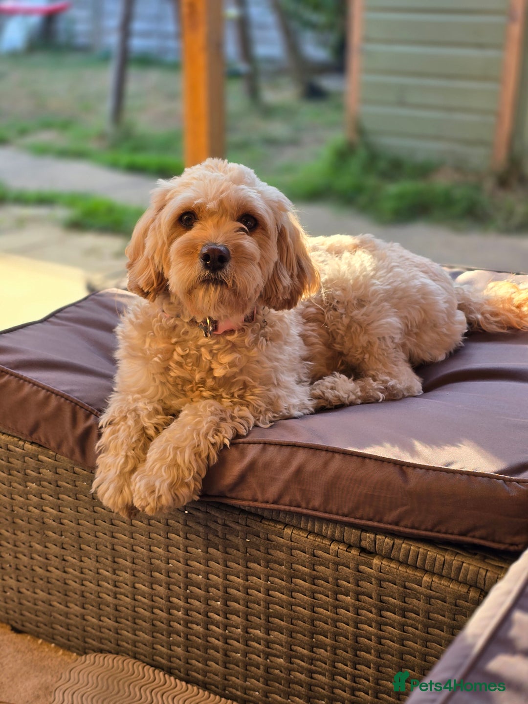 Cavapoo dogs for sale: Gorgeous Cavapoo puppies looking for forever home - Image 18