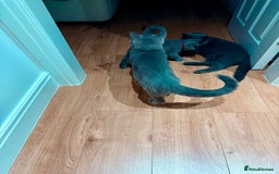 British Shorthair cats for sale: Beautiful British shorthair boy 🩵 - Image 5