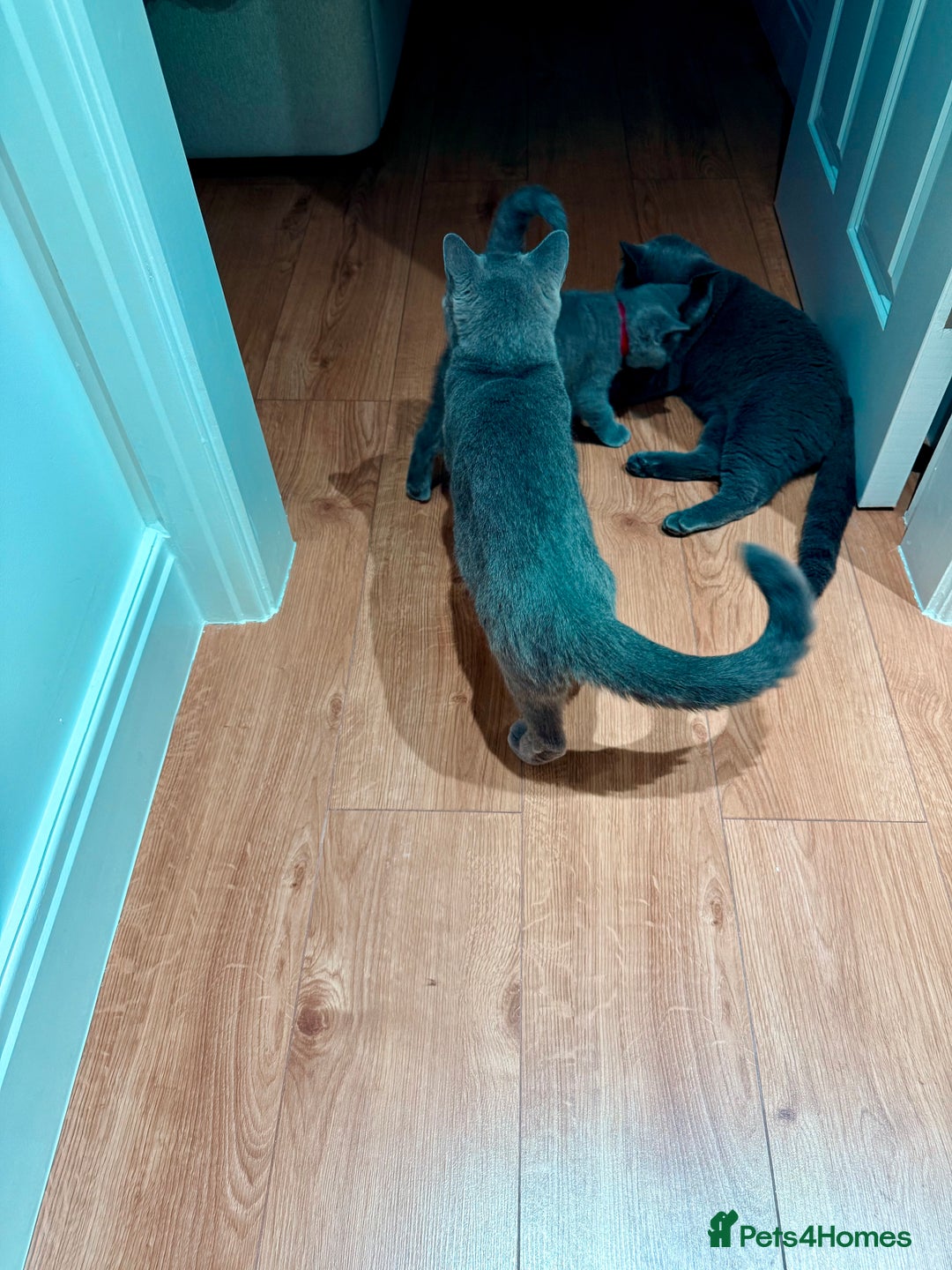 British Shorthair cats for sale: Beautiful British shorthair boy 🩵 - Image 5