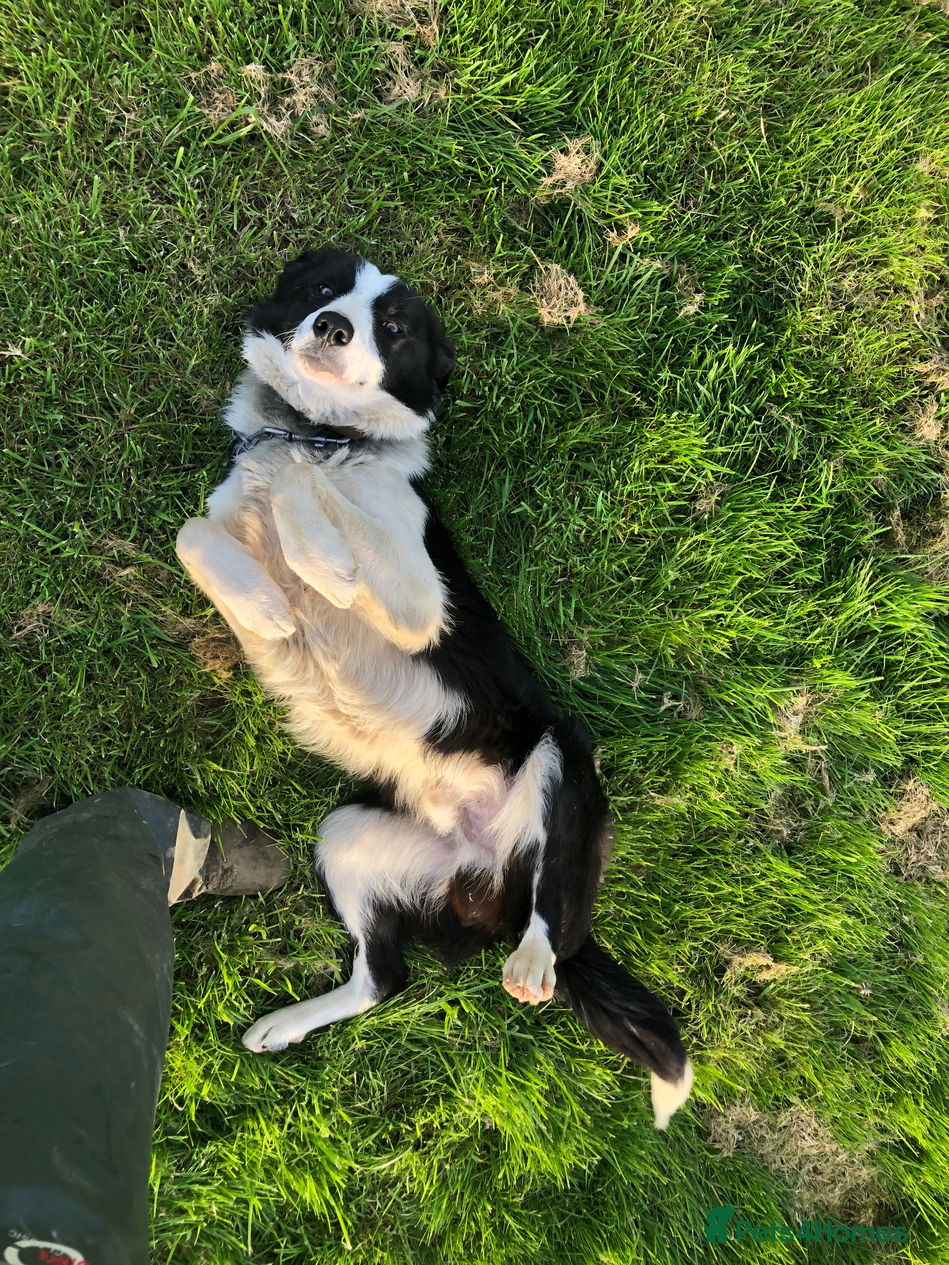 Border Collie dogs Troy entire male border collie  - Advert 1