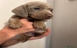 Dachshund dogs for sale: 5 stunning Dachshund puppies - Image 13