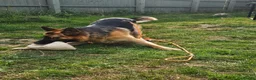 German Shepherd dogs for sale: Male German shepherd 2 years 4 months  in Oswestry - Advert 11