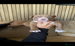 American Bully dogs for sale: 6 stunning American bully’s for sale  - Image 1