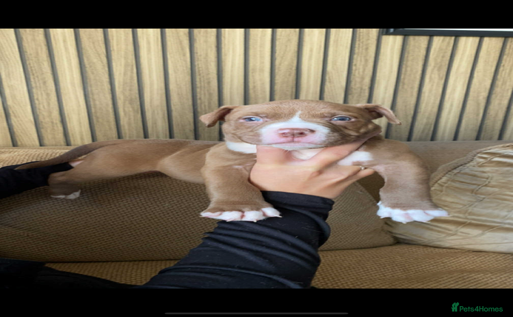 American Bully dogs - Advert 1