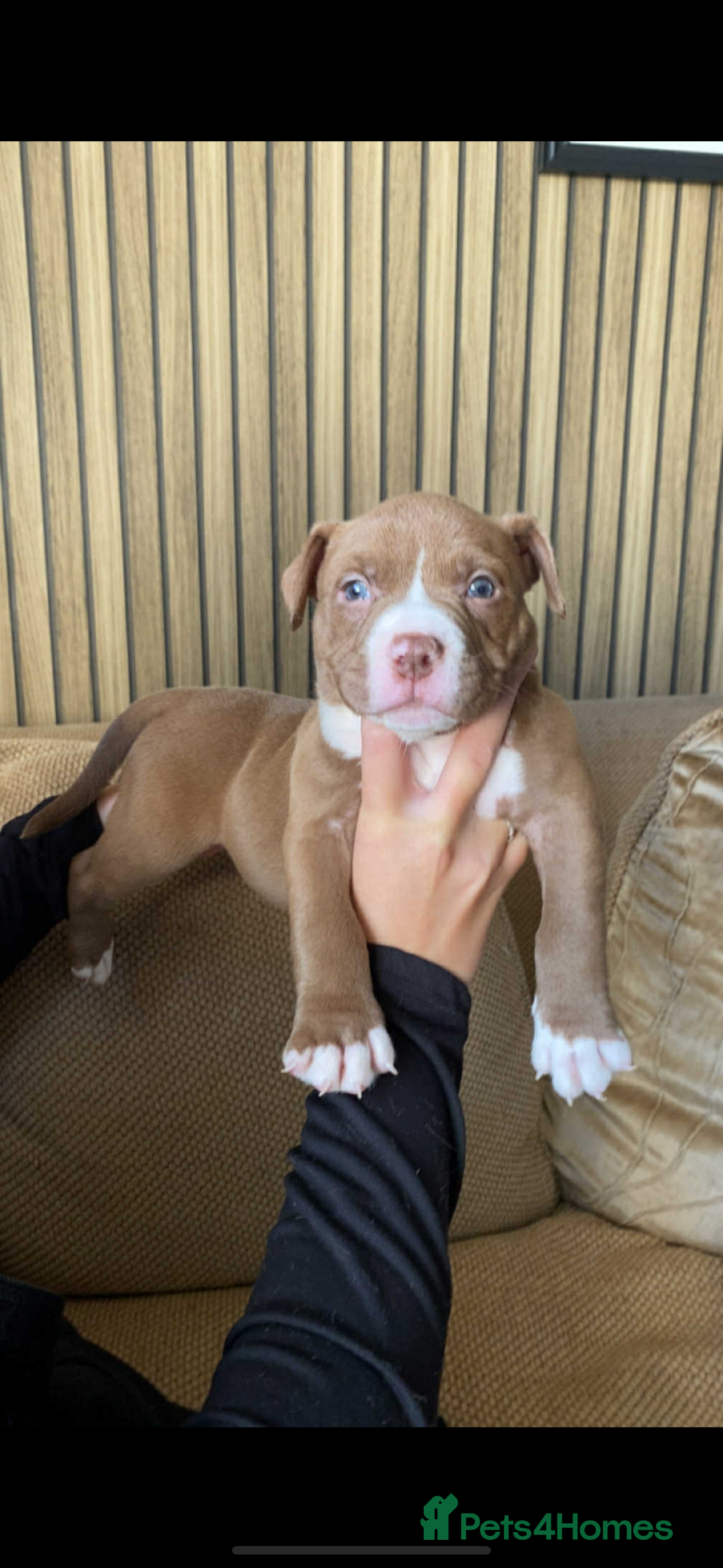 American Bully dogs for sale: 6 stunning American bully’s for sale  - Image 1