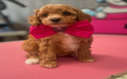Cavapoo dogs for sale: F1BB cavapoo puppies  - Image 4