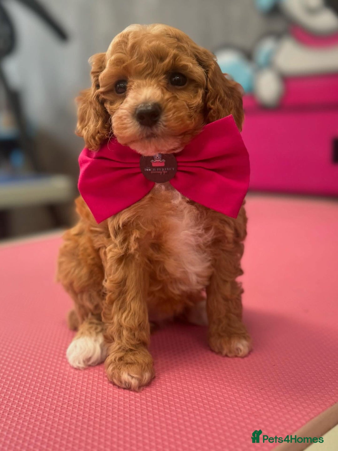 Cavapoo dogs for sale: F1BB cavapoo puppies  - Image 4