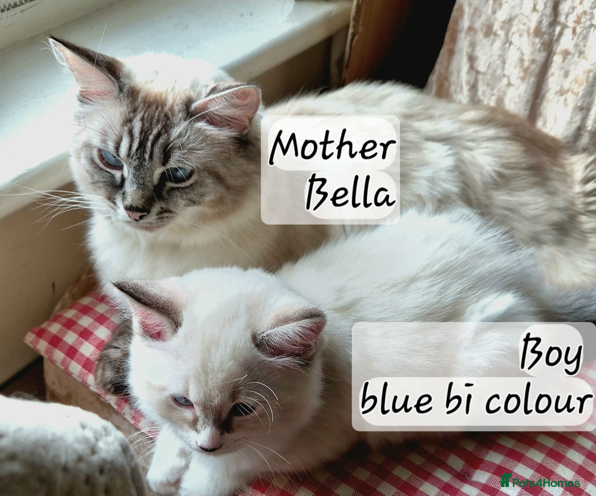 Ragdoll cats Beautiful Ragdoll Kittens Available - Advert 1