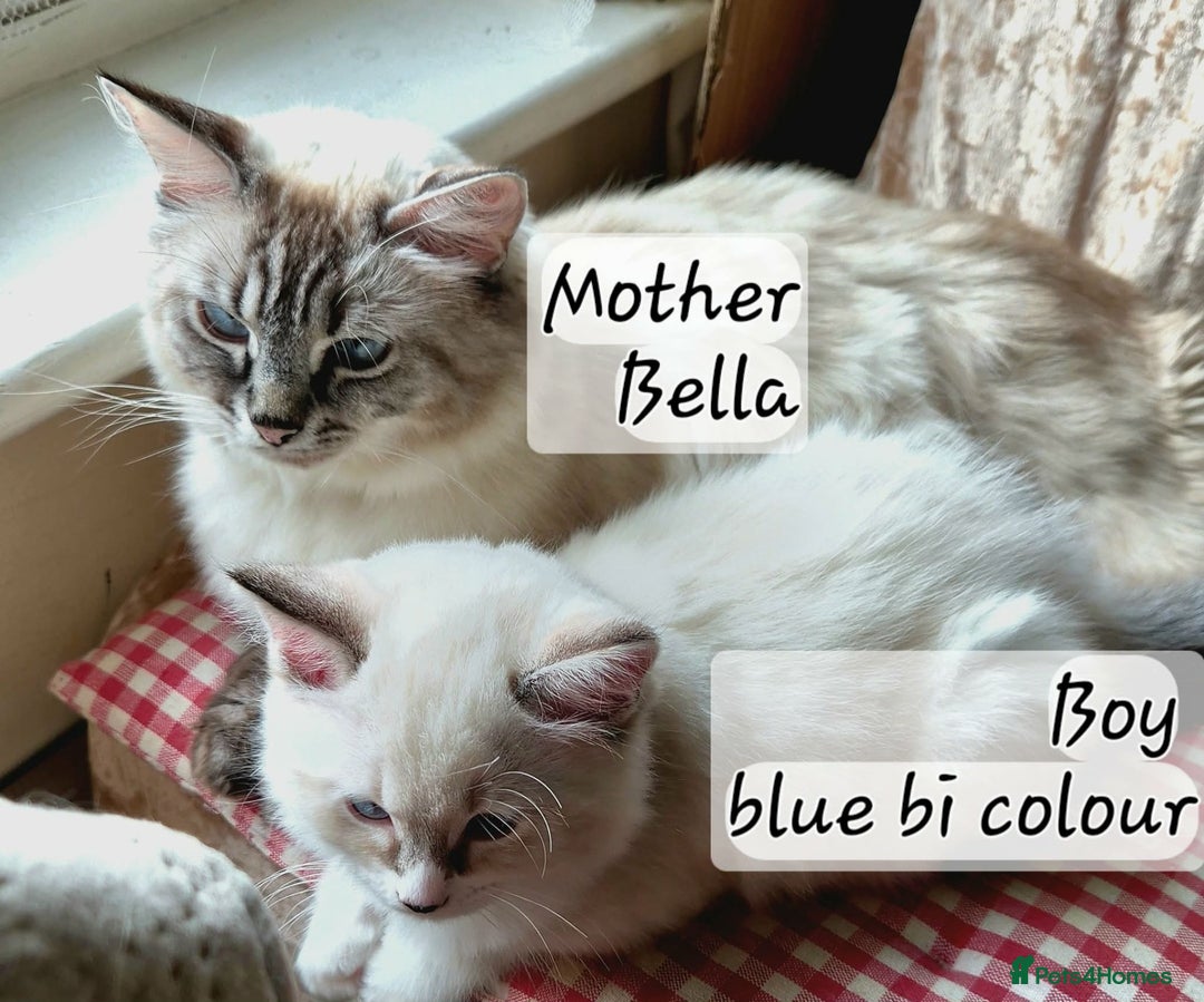 Ragdoll cats for sale: Beautiful Ragdoll Kittens Available - Advert 1