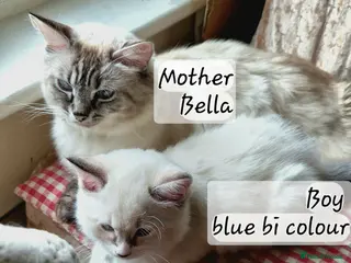 Ragdoll cats Beautiful Ragdoll Kittens Available - Advert 3