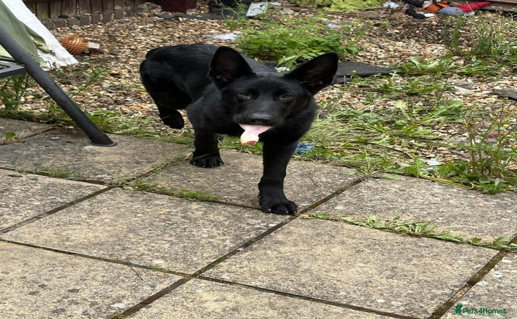 German Shepherd dogs in Basingstoke - Advert 14