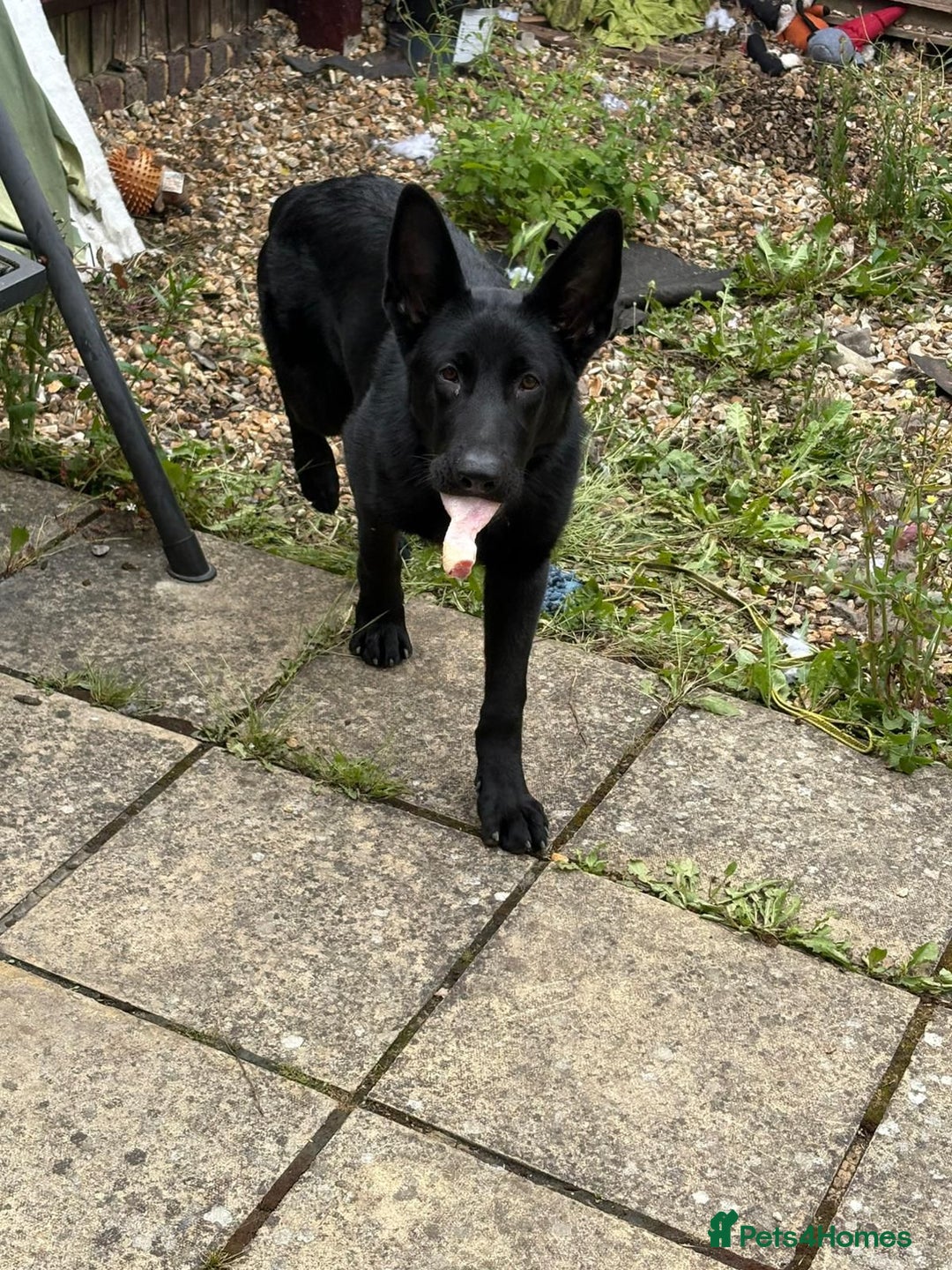 German Shepherd dogs for sale: All black working line German shepherd in Basingstoke - Image 1