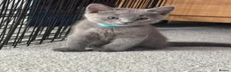 Russian Blue cats for sale: Beautiful Russian Blue Kittens - Advert 24