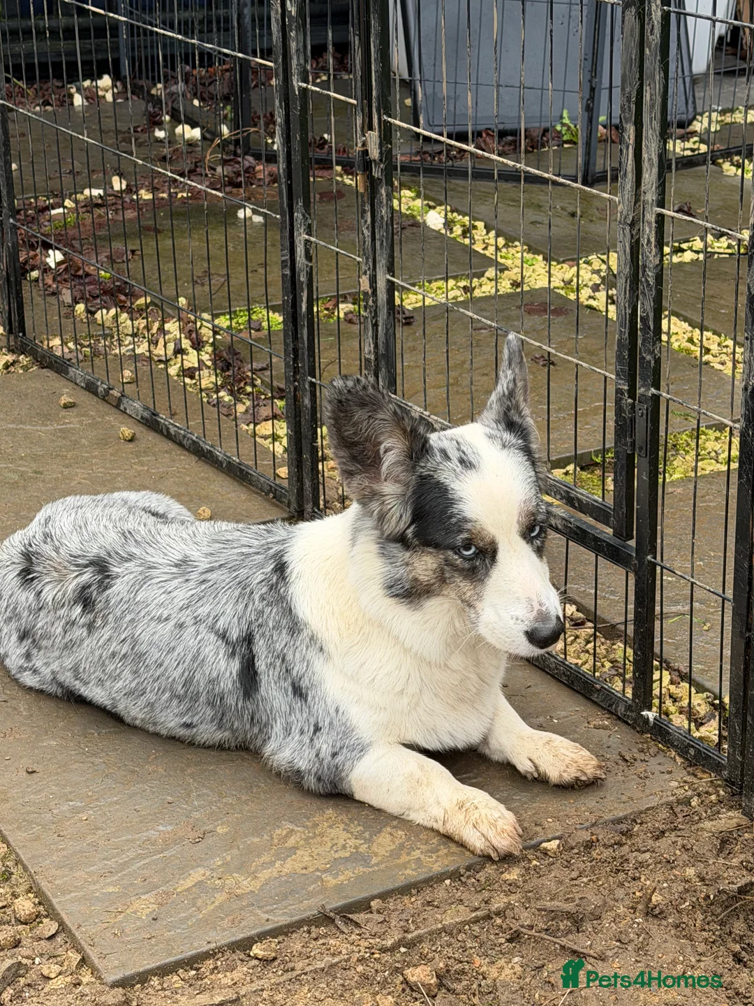 Welsh Corgi Cardigan dogs for adoption: MICHELLE – Welsh Corgi Pembroke  - Advert 5