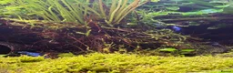 Frog reptiles for sale: Three Dart frogs full setup in Winscombe - Advert 6