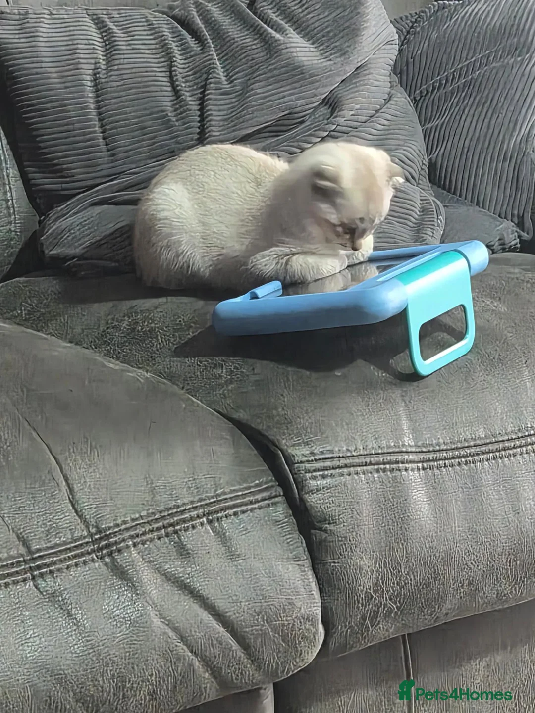 Scottish Fold cats for sale: SNOW SCOTTISH FOLD ready now - Advert 2