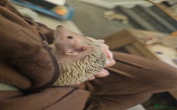 Pygmy Hedgehog rodents for sale: Blonde Lesser-Tenrec & Full Set up  - Image 4
