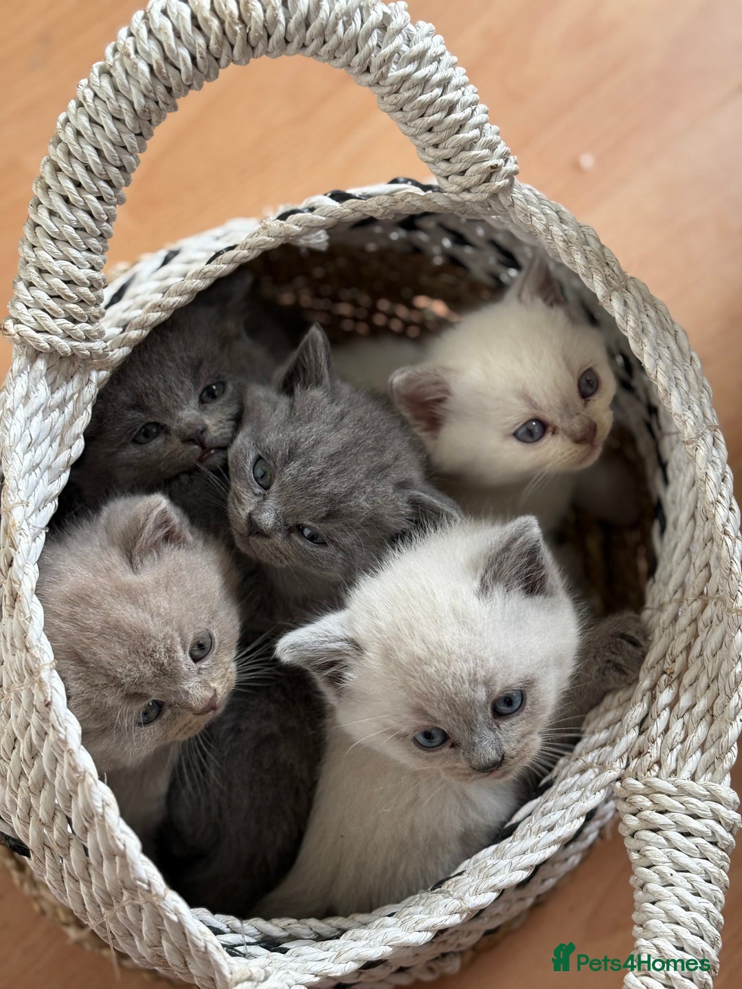 British Shorthair cats for sale: LAST BOY LEFT  - Advert 6