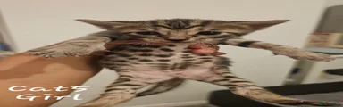 Bengal 6