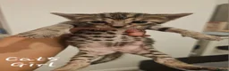 Bengal cats for sale: Bengal kittens - Advert 2