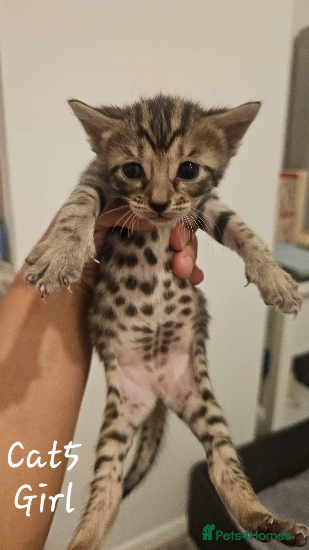 Bengal cats for sale: Bengal kittens - Advert 2