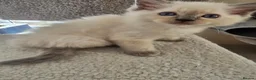 Ragdoll cats for sale: Beautiful Ragdoll kittens, full pedigree  - Advert 27